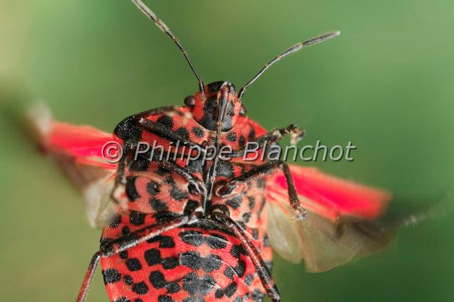 pentatome raye.JPG - in "Tête à tête avec les insectes" ed. Seuil JeunesseGraphosoma italicumPentatome rayéShieldbugHemiptera, PentatomidaeFrance
